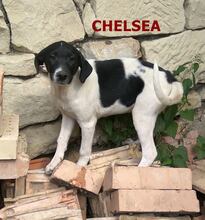 CHELSEA, Hund, Mischlingshund in Oberasbach - Bild 5