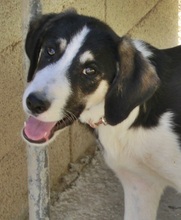 SNICKERS, Hund, Mischlingshund in Griechenland - Bild 10