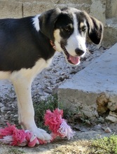 SNICKERS, Hund, Mischlingshund in Griechenland - Bild 11