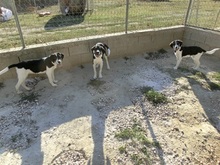 SNICKERS, Hund, Mischlingshund in Griechenland - Bild 12