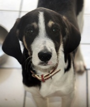 SNICKERS, Hund, Mischlingshund in Griechenland - Bild 14