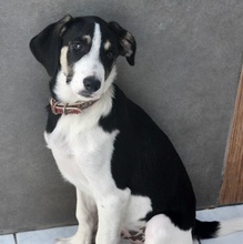 SNICKERS, Hund, Mischlingshund in Griechenland - Bild 18