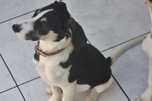 SNICKERS, Hund, Mischlingshund in Griechenland - Bild 22