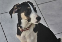 SNICKERS, Hund, Mischlingshund in Griechenland - Bild 23