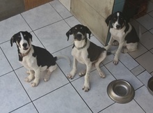SNICKERS, Hund, Mischlingshund in Griechenland - Bild 24