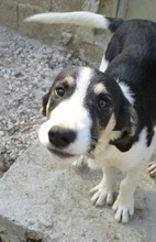 SNICKERS, Hund, Mischlingshund in Griechenland - Bild 25