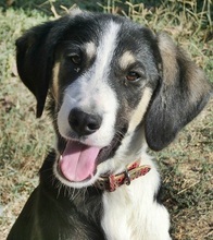 SNICKERS, Hund, Mischlingshund in Griechenland - Bild 6