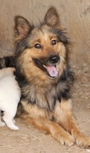 CARLA, Hund, Mischlingshund in Ungarn - Bild 1