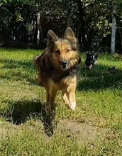 CARLA, Hund, Mischlingshund in Ungarn - Bild 2