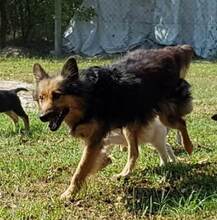 CARLA, Hund, Mischlingshund in Ungarn - Bild 3