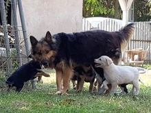 CARLA, Hund, Mischlingshund in Ungarn - Bild 4