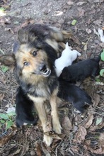 CARLA, Hund, Mischlingshund in Ungarn - Bild 5