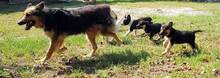 CARLA, Hund, Mischlingshund in Ungarn - Bild 6