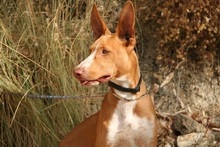 CANELO, Hund, Podenco Andaluz in Spanien - Bild 2