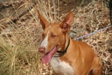 CANELO, Hund, Podenco Andaluz in Spanien - Bild 3
