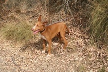 CANELO, Hund, Podenco Andaluz in Spanien - Bild 4