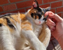 PHOEBE, Katze, Europäisch Kurzhaar in Hamburg - Bild 1