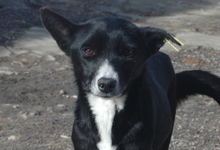 ELLA, Hund, Mischlingshund in Bulgarien - Bild 1