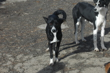 ELLA, Hund, Mischlingshund in Bulgarien - Bild 2