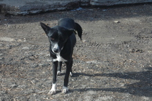 ELLA, Hund, Mischlingshund in Bulgarien - Bild 3