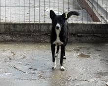 ELLA, Hund, Mischlingshund in Bulgarien - Bild 4