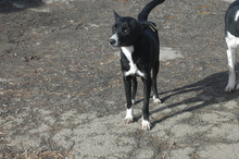 ELLA, Hund, Mischlingshund in Bulgarien - Bild 6