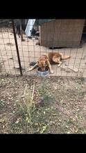 RED, Hund, Mischlingshund in Rumänien - Bild 2