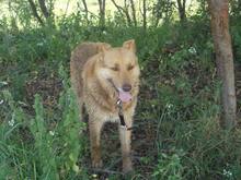 RED, Hund, Mischlingshund in Rumänien - Bild 5