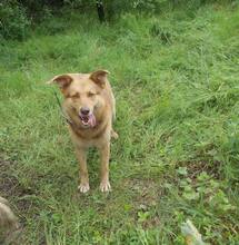 RED, Hund, Mischlingshund in Rumänien - Bild 6
