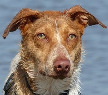 LOKY, Hund, Mischlingshund in Solingen - Bild 12