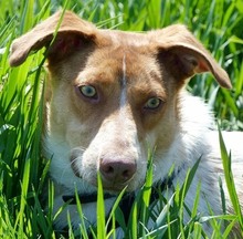 LOKY, Hund, Mischlingshund in Solingen - Bild 15