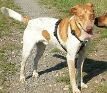 LOKY, Hund, Mischlingshund in Solingen - Bild 2