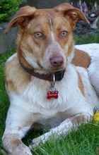 LOKY, Hund, Mischlingshund in Solingen - Bild 24