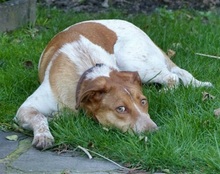 LOKY, Hund, Mischlingshund in Solingen - Bild 26