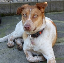 LOKY, Hund, Mischlingshund in Solingen - Bild 30