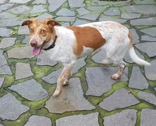 LOKY, Hund, Mischlingshund in Solingen - Bild 38