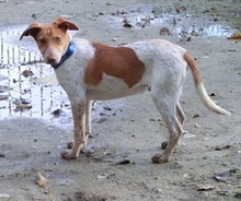 LOKY, Hund, Mischlingshund in Solingen - Bild 43