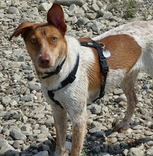 LOKY, Hund, Mischlingshund in Solingen - Bild 9