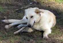 INDRA, Hund, Mischlingshund in Monheim - Bild 2
