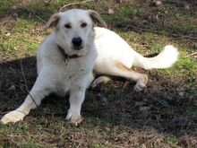 INDRA, Hund, Mischlingshund in Monheim - Bild 3