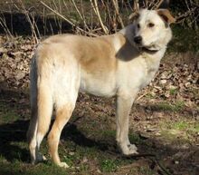INDRA, Hund, Mischlingshund in Monheim - Bild 4