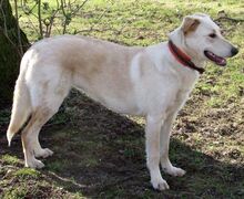 INDRA, Hund, Mischlingshund in Monheim - Bild 5