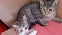 KURT, Katze, Hauskatze in Bulgarien - Bild 3