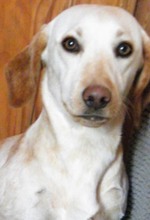 PRINCESSA, Hund, Mischlingshund in Griechenland - Bild 1