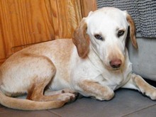 PRINCESSA, Hund, Mischlingshund in Griechenland - Bild 2