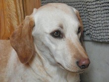 PRINCESSA, Hund, Mischlingshund in Griechenland - Bild 4