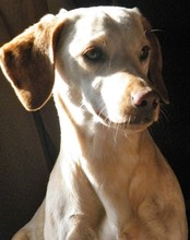 PRINCESSA, Hund, Mischlingshund in Griechenland - Bild 5