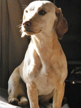 PRINCESSA, Hund, Mischlingshund in Griechenland - Bild 6