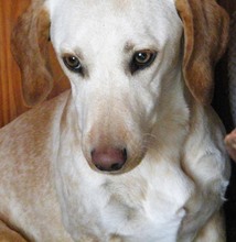 PRINCESSA, Hund, Mischlingshund in Griechenland - Bild 7
