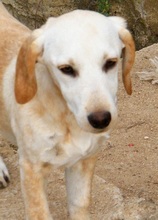 PRINCESSA, Hund, Mischlingshund in Griechenland - Bild 8